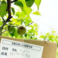 梅が歴史的不作で収穫半減し価格高騰