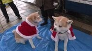 あきたいぬ空港長が出動！　2頭の秋田犬、サンタ姿で空港利用者に交通安全呼びかける　秋田・北秋田市