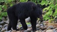 黒部川河口で4件のクマ目撃情報　「こんなところで遭うとは」住民ら不安、太閤山ランドも臨時休園　富山市の県民公園ではクマと鉢合わせ