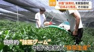「強力なライバル」中国産抹茶が攻勢　日本の栽培法学び半額以下で大規模生産　専門家「政府としても力を入れている」