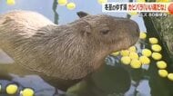 カピバラが“ゆず湯”を堪能　2時間の“長湯”でポッカポカ　福井市の足羽山公園遊園地ハピジャン