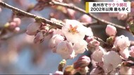 2002年以降最も早く 奥州市でサクラ開花【岩手】
