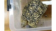 ヒョウ柄のカメが庭に 飼い主は誰? 静岡・藤枝市