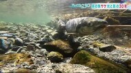 『エールを送りたい よく帰ってきたな』 岩手県沿岸の苦楽とともにあった「サケ」