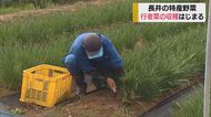 山形・コロナ疲れに最適野菜 滋養強壮「行者菜」収穫最盛期
