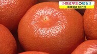 「1箱258万円」最高額の更新なるか?「小原紅早生みかん」初せり【香川・高松市】