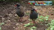 「希少生物の病床も不足」 沖縄やんばるの森で絶滅危惧種を保護する取り組み