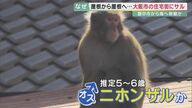 大阪市に“サル”出現　専門家は「ハナレザルか…」　エサがあると居つくので「ごみの管理」にご注意を