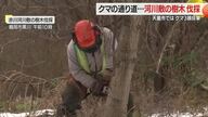 天童で登校中の小学生がクマ3頭目撃　鶴岡市ではクマ対策で河川の樹木伐採・2月下旬まで続ける　山形