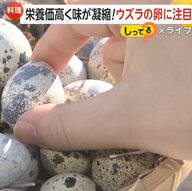 「エッグショック」に救世主！ビタミンAは“約3倍”…鶏卵より栄養価が高く味も凝縮“ウズラの卵”に注目【しってる？】