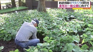 新型コロナの影響で一時運営危機も全国から支援の輪 来年こそ!クマガイソウ物語