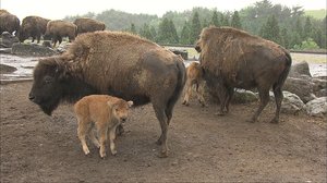 アフリカンサファリ営業再開 アメリカバイソンの赤ちゃんがお出迎え 大分・宇佐市