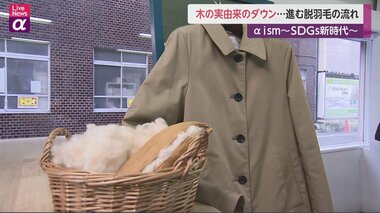 木の実由来で「脱羽毛」 一歩進んだサステイナブルとは