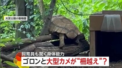【驚異の身体能力】大型カメが柵越え…飼育員もびっくり！「乗り越えられないような高さなのに…」　埼玉・大宮公園小動物園