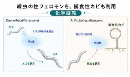 捕食者の罠は「恋の匂い」だった ～線虫で初めて「空気中を漂う性フェロモン」を同定～