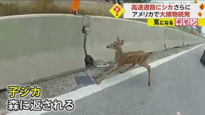 【動物たちの逃走劇】高速道路を疾走する子ジカ　追手を振り切るヤギ　“豚”突猛進…逃亡するブタ　警察官が奮闘　米