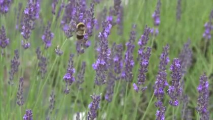 蒜山三座が見渡せる丘陵地を薄紫色に彩る…遅咲きのラベンダー品種「ドリーム」が見頃【岡山・真庭市】
