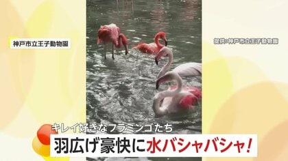 羽広げ豪快に水バシャバシャ！きれい好きなフラミンゴたちが一斉に水浴び…首や背中まで熱心に手入れ　兵庫・神戸市立王子動物園