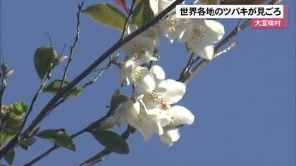 大宜味村で世界各地から集められたツバキが見ごろ迎える