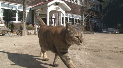 安らかに「猫校長」天国へ　古い木造校舎に住み着き15年　地域住民らに愛される「ありがとう、これからも見守って」