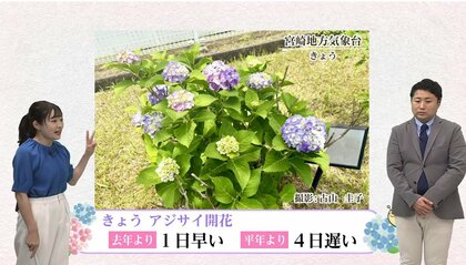 アジサイの開花が発表された　アジサイの「花」ってどこ？実はかきわけていったところに「真花」が…気象予報士が解説