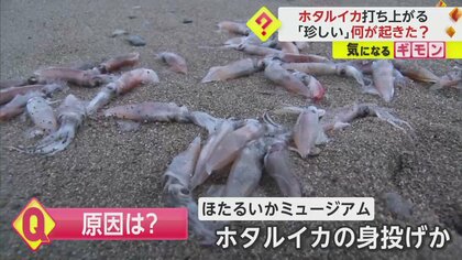 【各地で珍現象】ホタルイカが大量に打ち上がる　春の風物詩”富山以外に新潟でも… “身投げ”か“逃げ場を失った”どっち？