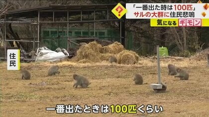 「一番出たときは100匹」サルの大群に住民悲鳴　水田に落ちた稲穂を狙って出没か　市が57匹を捕獲　長野・佐久市