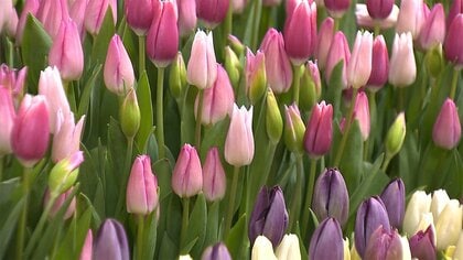 新幹線に乗せて新鮮なチューリップを出荷　鮮度も抜群 消費者に伝わる品質の良さ【新潟発】