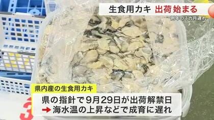 宮城県内産の生食用のカキ １カ月遅れで出荷　１０キロあたりの平均価格が約４万円　身入り・味ともに良し