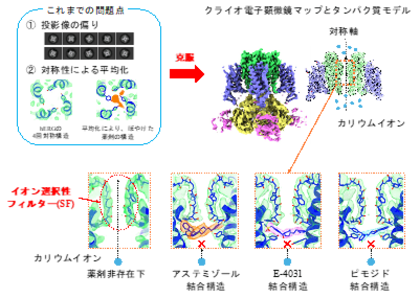 不整脈誘発薬剤との結合状態を解明 -副作用原因タンパク質hERGチャネルの構造が安全な薬設計を導く-