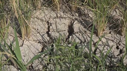 “異常な暑さ”続く新潟  “水不足”で田んぼひび割れ…農家も苦渋の決断｢刈り取って処分。来年に備える｣