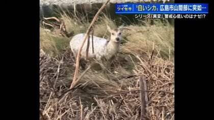 “神の使い”か　住宅街近くに「白いシカ」現る　神々しい姿を見て「体の調子が良くなった気が…」【広島発】