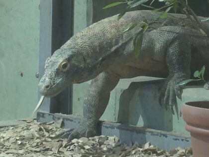 体長2.7m 体重50kg…世界最大のトカゲ『コモドドラゴン』東山動植物園で報道