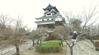 修業中に師匠の父親が急逝…国宝・犬山城のソメイヨシノを親子2代で守る庭師 老木に父重ね「長生きを」