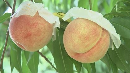 １本の木に1％だけ残す贅沢な「朝獲り完熟桃」が最盛期 「最高の状態で届けたい」と語る農園代表のこだわりが生む極上の甘さ　開店前から行列の人気【岩手発】