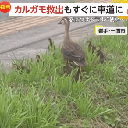 【独自】「ひかれないで！」側溝に落ちた7匹のカルガモ赤ちゃん　サンシェードで救出も親ガモと共に車道へ…　岩手・一ノ関市