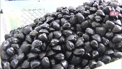 「宍道湖しじみ」農水省GI保護制度に登録　地域ブランド強化へ　島根県内4件目・山陰両県で計9件に