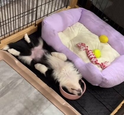 「家族みんな笑いをこらえた」子犬がごはん皿に頭を突っ込み足をピクピク？かわいい“へそ天姿”になった状況を聞いた