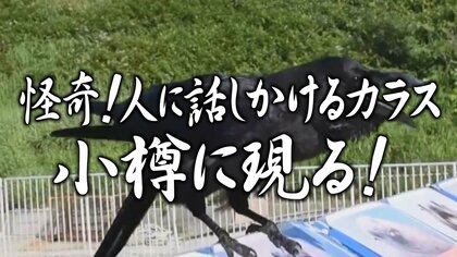 【話しかけてくる!?謎のカラス】再生回数は驚異の1000万回超え おたる水族館に出現 知能高く頭が良いカラス 脳の重さは…人間に近い？