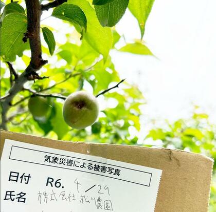 梅が歴史的不作で収穫半減し価格高騰