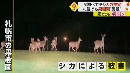 被害額は年間45億円にも　北海道で深刻化する“シカの被害”　100年の歴史ある果樹園も“決断”迫られ頭抱える　
