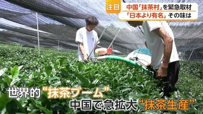 「強力なライバル」中国産抹茶が攻勢　日本の栽培法学び半額以下で大規模生産　専門家「政府としても力を入れている」