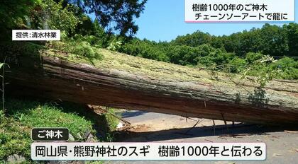 岡山を守り続けたご神木は宮崎で龍になった 倒木した樹齢1000年のスギ