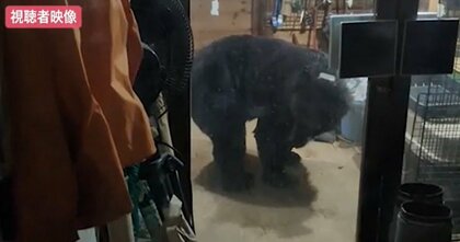 血の味を覚えた」クマが民家に侵入 七面鳥やウコッケイ13羽を襲撃 静か