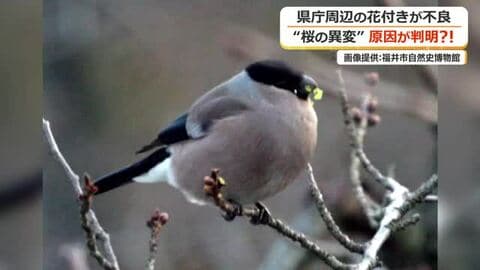 ウソのような本当の話…福井城址のサクラ“異変”の原因は野鳥「ウソ」の食害だった　樹木医が“診断”　無残に散らばる黒いつぶつぶ…“つまみ食い”の証拠