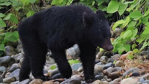 黒部川河口で4件のクマ目撃情報　「こんなところで遭うとは」住民ら不安、太閤山ランドも臨時休園　富山市の県民公園ではクマと鉢合わせ