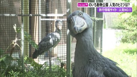 人気ランキング日本一 の動物園は高知にあった イベントやコスパ 口コミから見える魅力とは