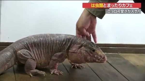 店内を悠々と散歩するのは ニョロっとふれ合う は虫類 カフェが話題 愛媛発