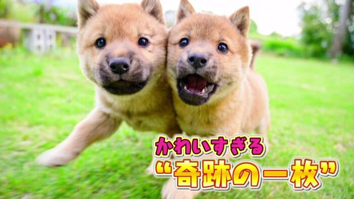 SNSで話題となった兄「コマツ」と妹「しずく」の“奇跡の一枚”