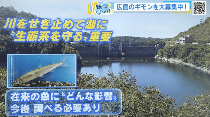 在来の魚にどんな影響があるか、今後調べる必要あり。